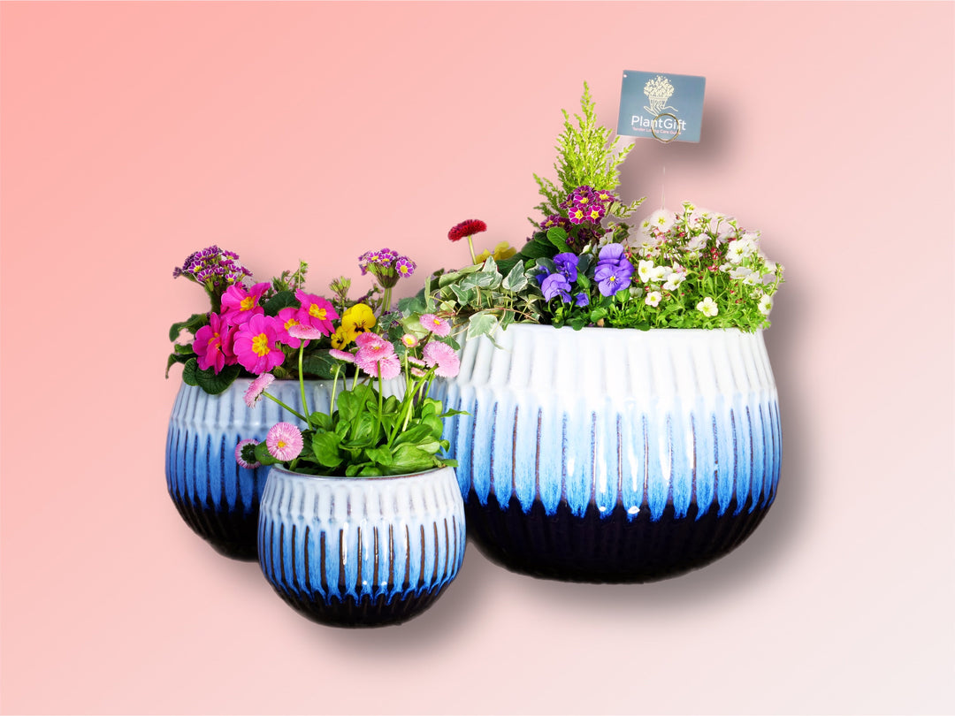The Gift That Keeps Growing: Why a Plant Gift Makes the Perfect Choice