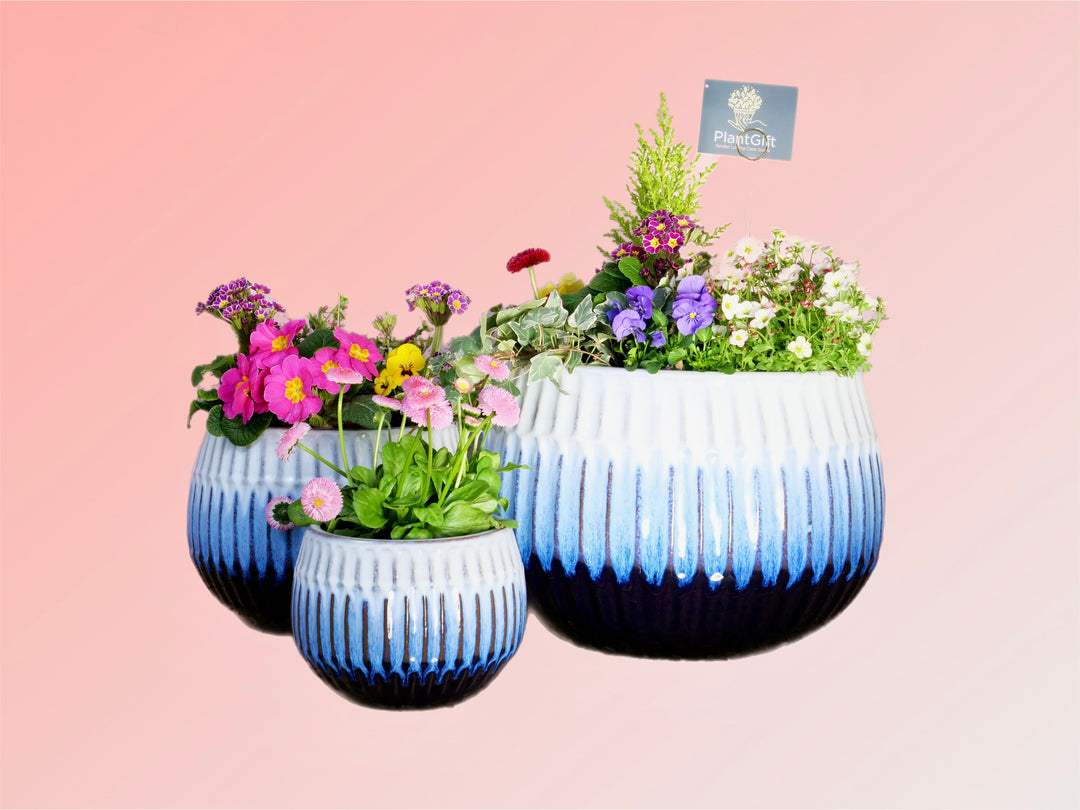 Blue Glazed Luna Set Trio Planted