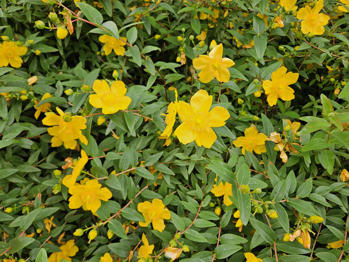 24x Hypericum Dummeri 'Peter Dummer' - Hardy Yellow Flowering Ground Cover