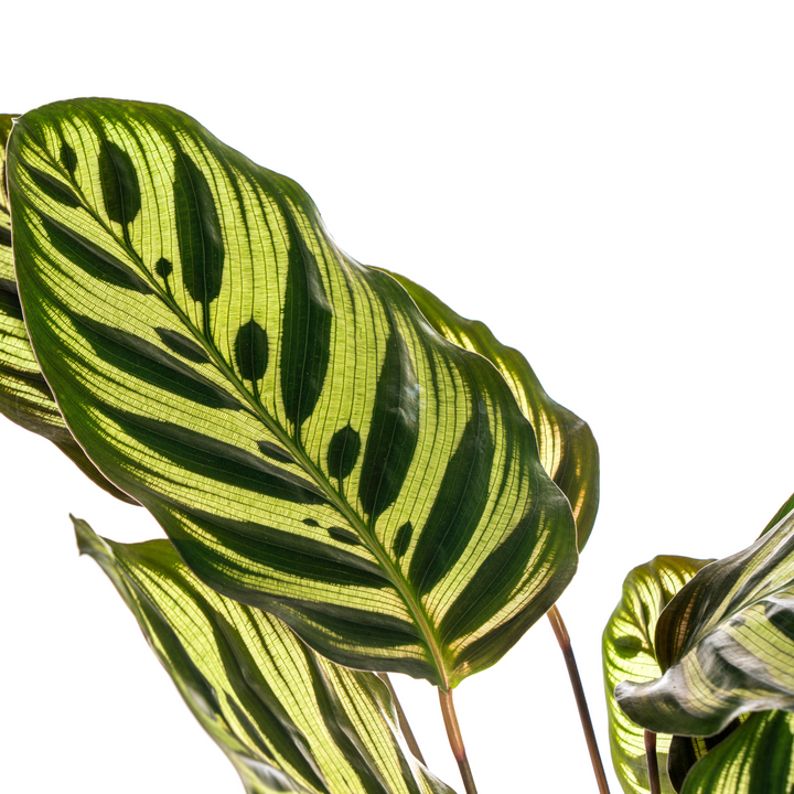 Calathea Makoyana Ø17cm - ↕40 - 50cm