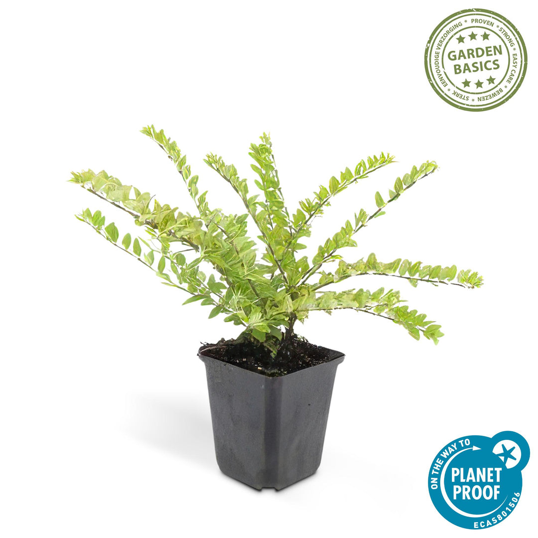 60 Lonicera nitida 'Maigrün' plants in 9cm pots, 10-25cm tall, vibrant green foliage, by Everspring