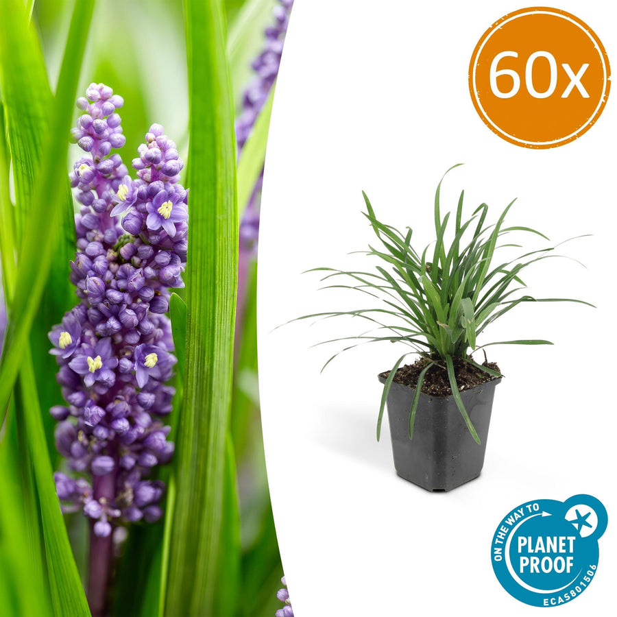 Purple flowering Liriope Muscari Big Blue groundcover plants by Everspring, lush green foliage visible