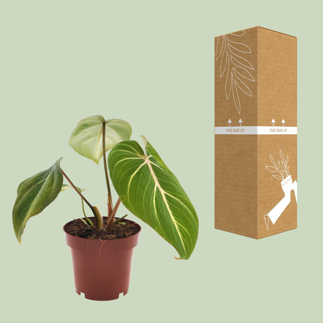 Philodendron Gloriosum plant in a 12cm pot featuring velvety heart-shaped green leaves, by Everspring.