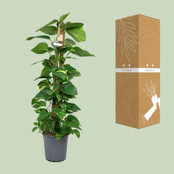 Scindapsus 120cm Trailing Plant - 24cm Pot - Easy Care Houseplant