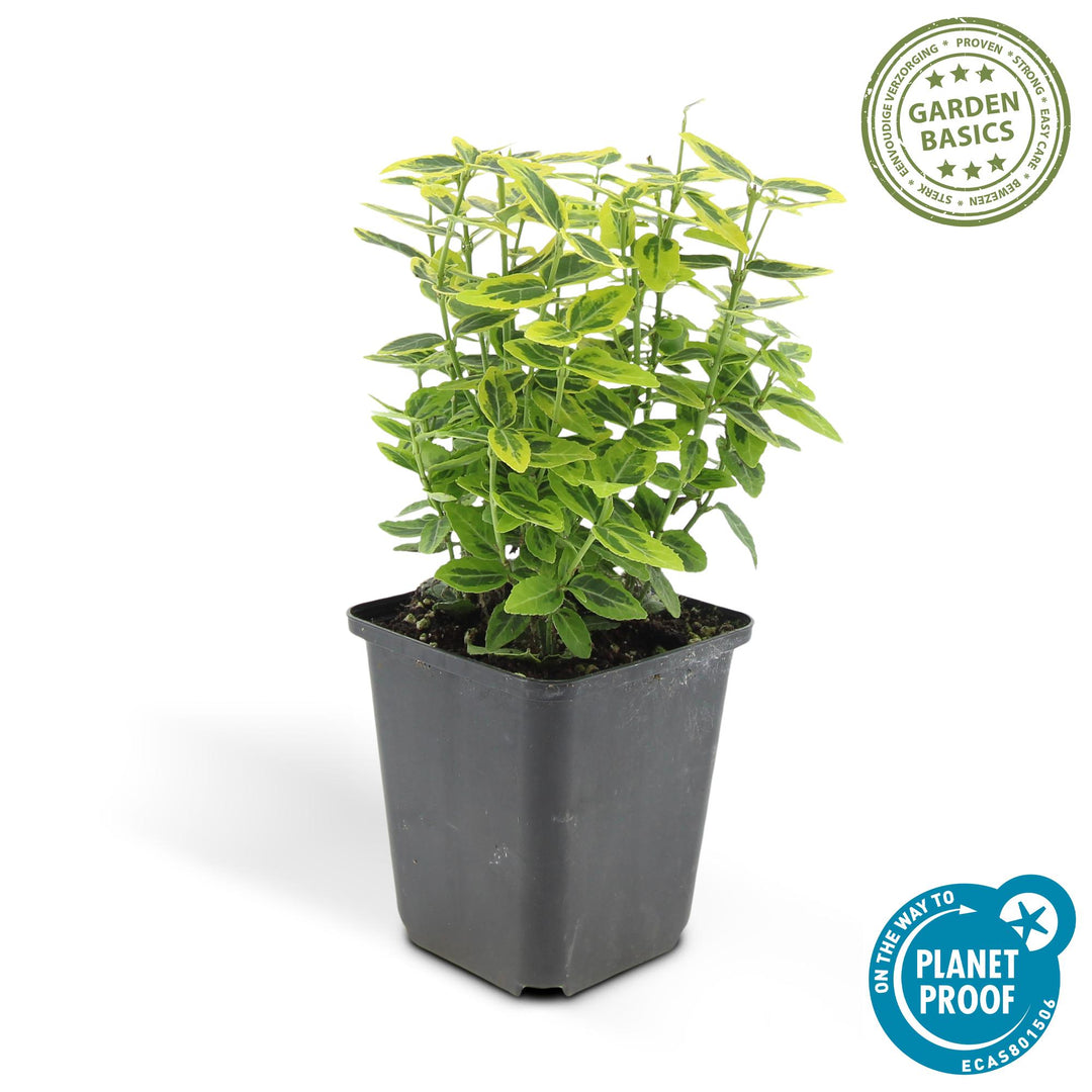 24x Euonymus Emerald 'n Gold - Evergreen Shrub 10-25cm Ø9cm