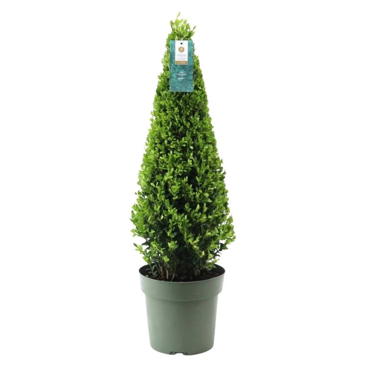 Ilex Crenata Pyramide 55cm | Evergreen Pyramid Topiary | Ø 21cm