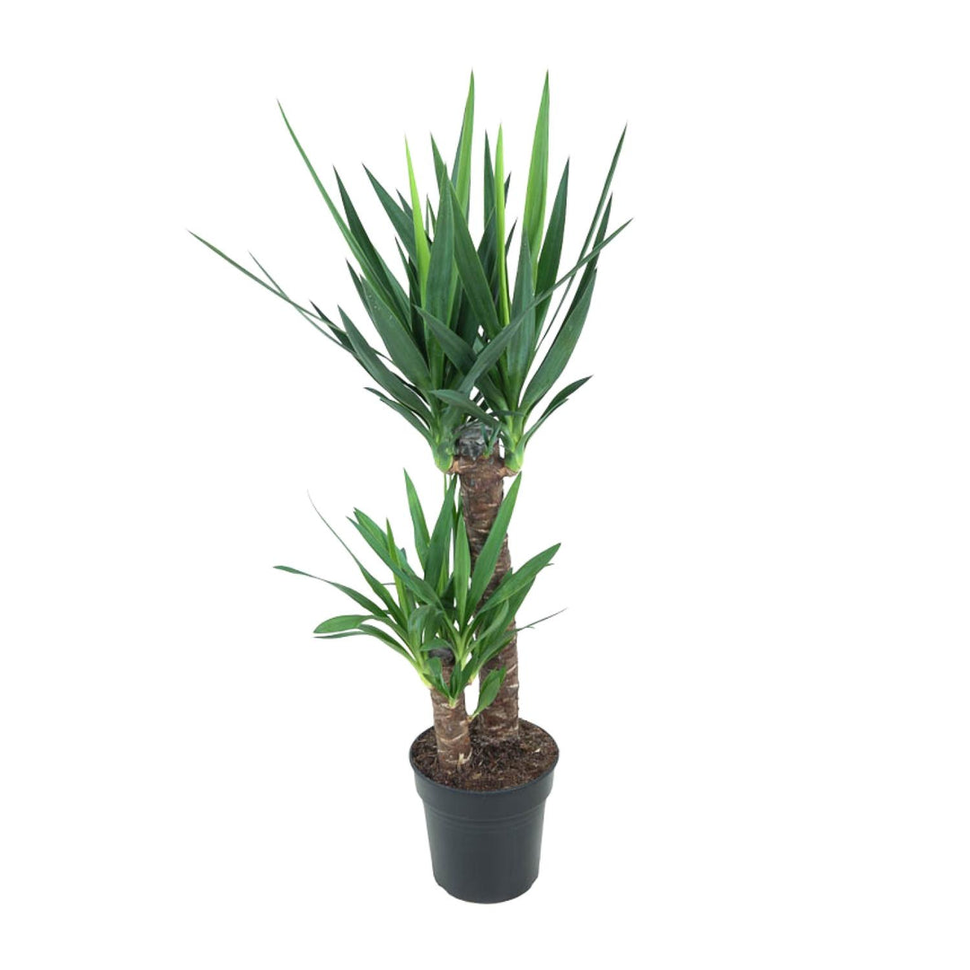Yucca Elephantipes indoor plant in 21cm pot, 100cm tall, lush green leaves, low-maintenance air purifier by Everspring