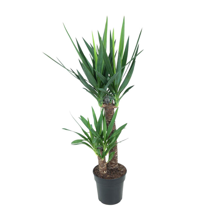 Yucca Elephantipes indoor plant in 21cm pot, 100cm tall, lush green leaves, low-maintenance air purifier by Everspring