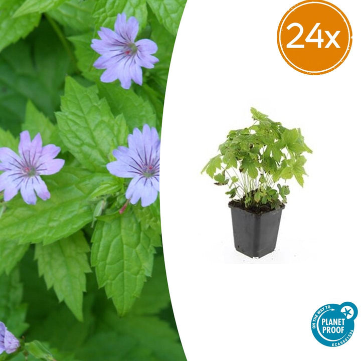 24x Geranium nodosum Purple - Hardy Ground Cover - 10-25cm