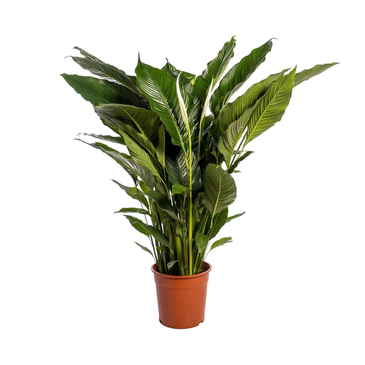 Peace Lily 'Sweet Sebastiano' 110cm tall in Ø24cm pot, lush green leaves, air-purifying indoor plant by Everspring