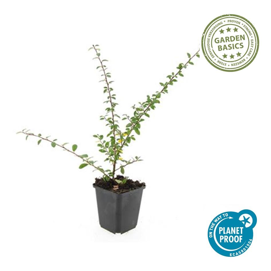 24x Cotoneaster 'Coral Beauty' Ground Cover - 10-25cm - Ø9cm Pots