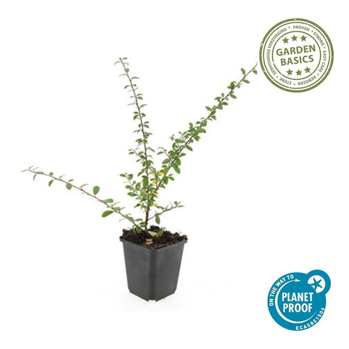 24x Cotoneaster 'Coral Beauty' Ground Cover - 10-25cm - Ø9cm Pots