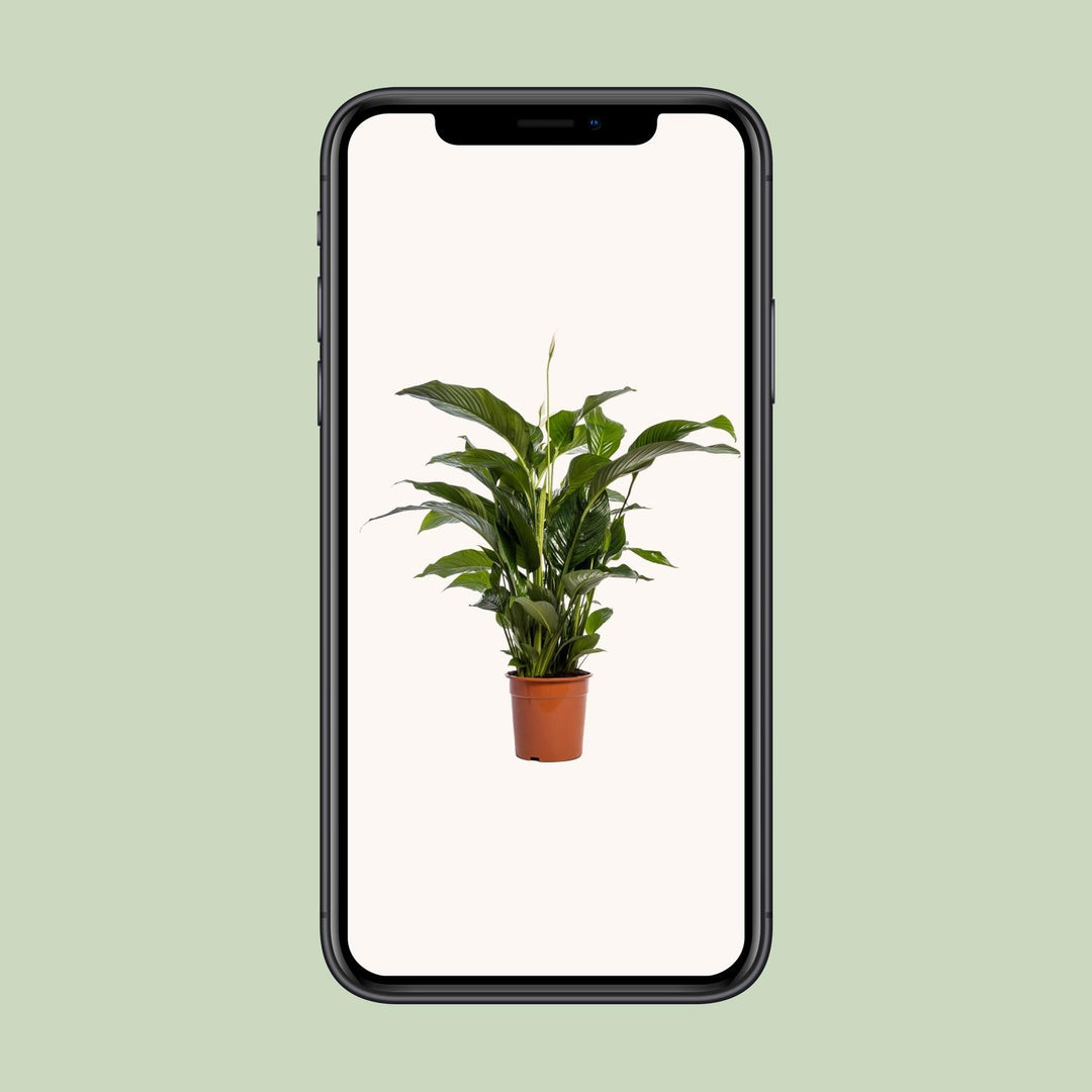 Spathiphyllum 'Bellini' (Peace Lily): Elegant 100cm Tall, Ø24cm Pot – Air-Purifying & Serene!