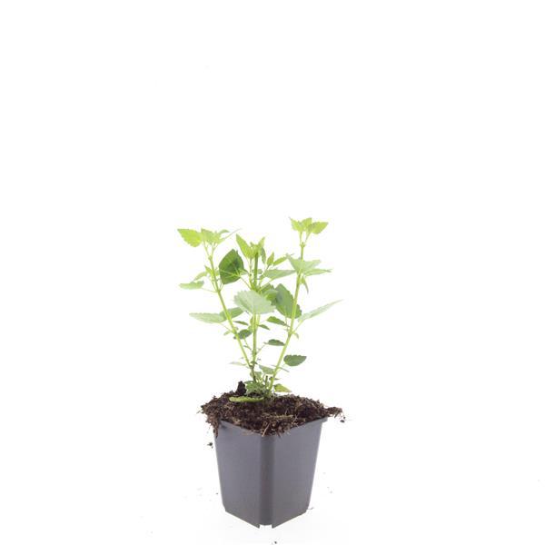 24x Agastache Blue Fortune Plants - Lavender-Blue Perennial - Ø9cm Pots