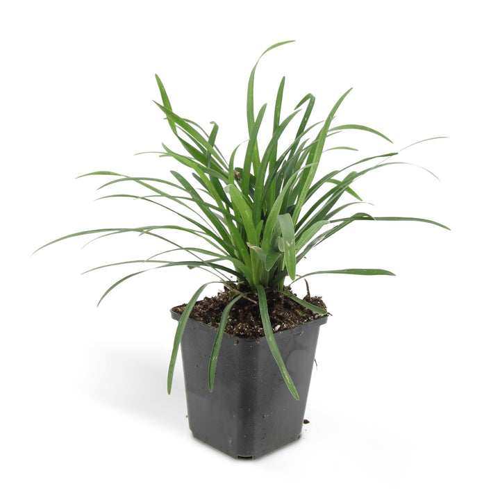 24x Liriope Big Blue Evergreen Ground Cover Plants 10-25cm