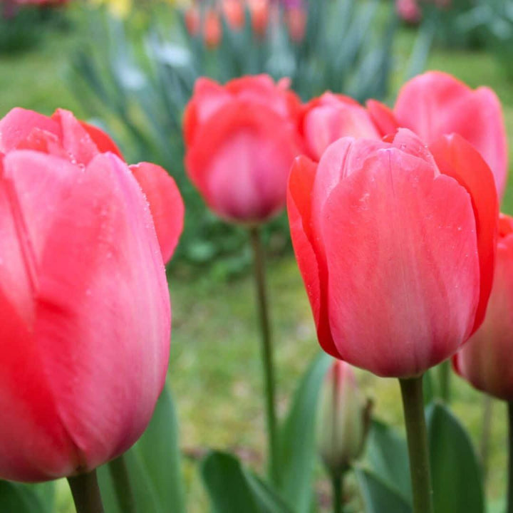 Medium Lasting Wild Mix bulb pack featuring 50 colorful flower bulbs for sustainable gardening by Everspring.
