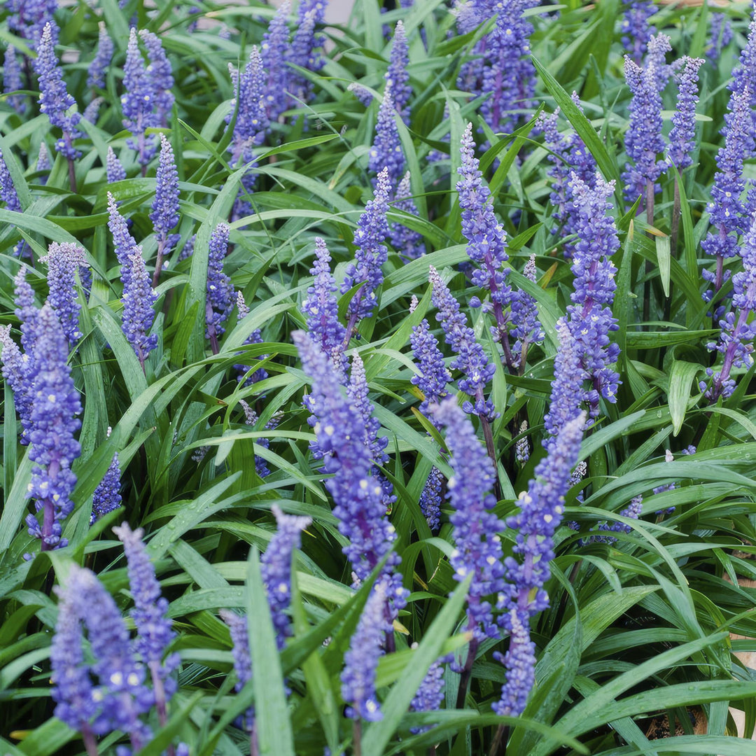 40x Liriope Big Blue - Evergreen Ground Cover - Purple Flowers