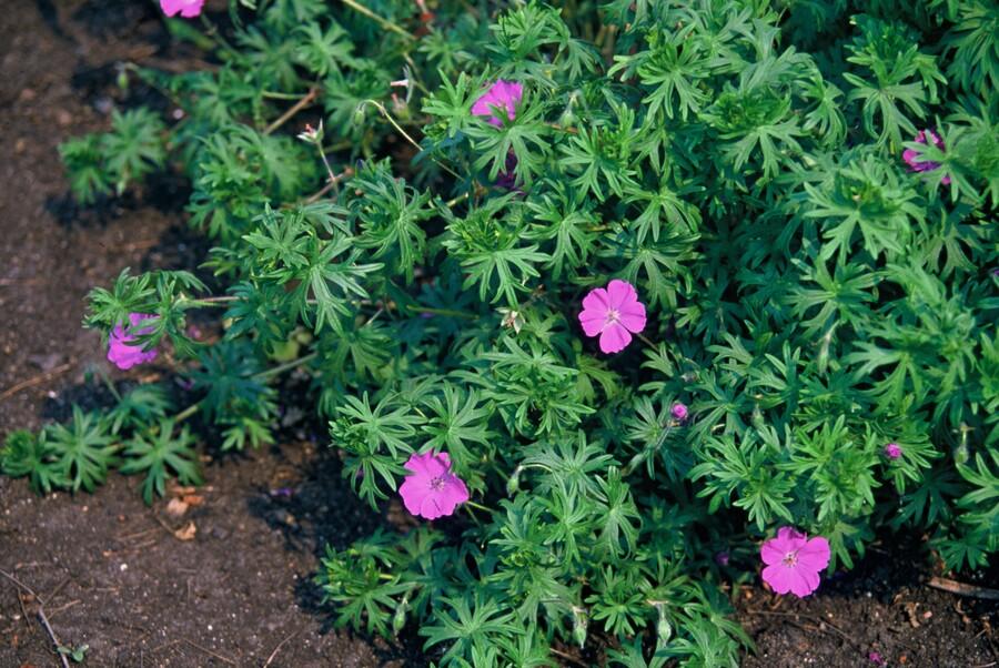 24x Compact Geranium 'Tiny Monster' Deep Blue Flowers 9cm Pots
