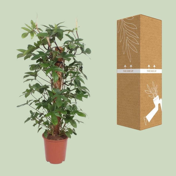 Philodendron Pedatum indoor plant in a 27cm pot, 130cm tall, featuring cascading green leaves for easy care.
