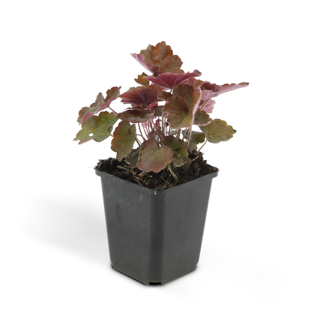 24x Heuchera Palace Purple - Dark Purple Foliage - 10-25cm - 9cm Pots