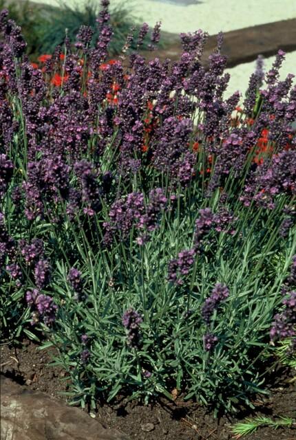 40x Lavandula 'Munstead' Lavender Plants - Compact Purple 10-25cm
