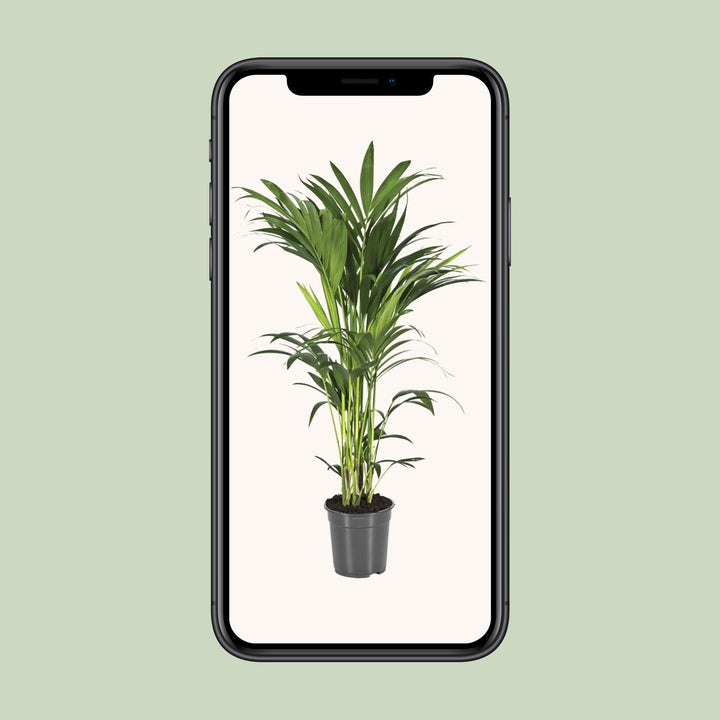 Kentia Palm Howea Forsteriana 100cm - Air Purifying Indoor Plant