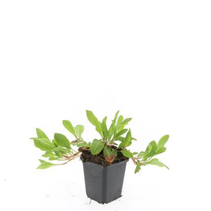 24x Persicaria 'Darjeeling Red' - Vibrant Red Foliage - 10-25cm