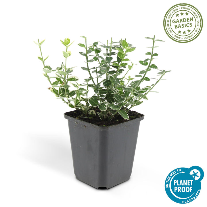 24x Euonymus Emerald Gaiety - Hardy Variegated Ground Cover 10-25cm