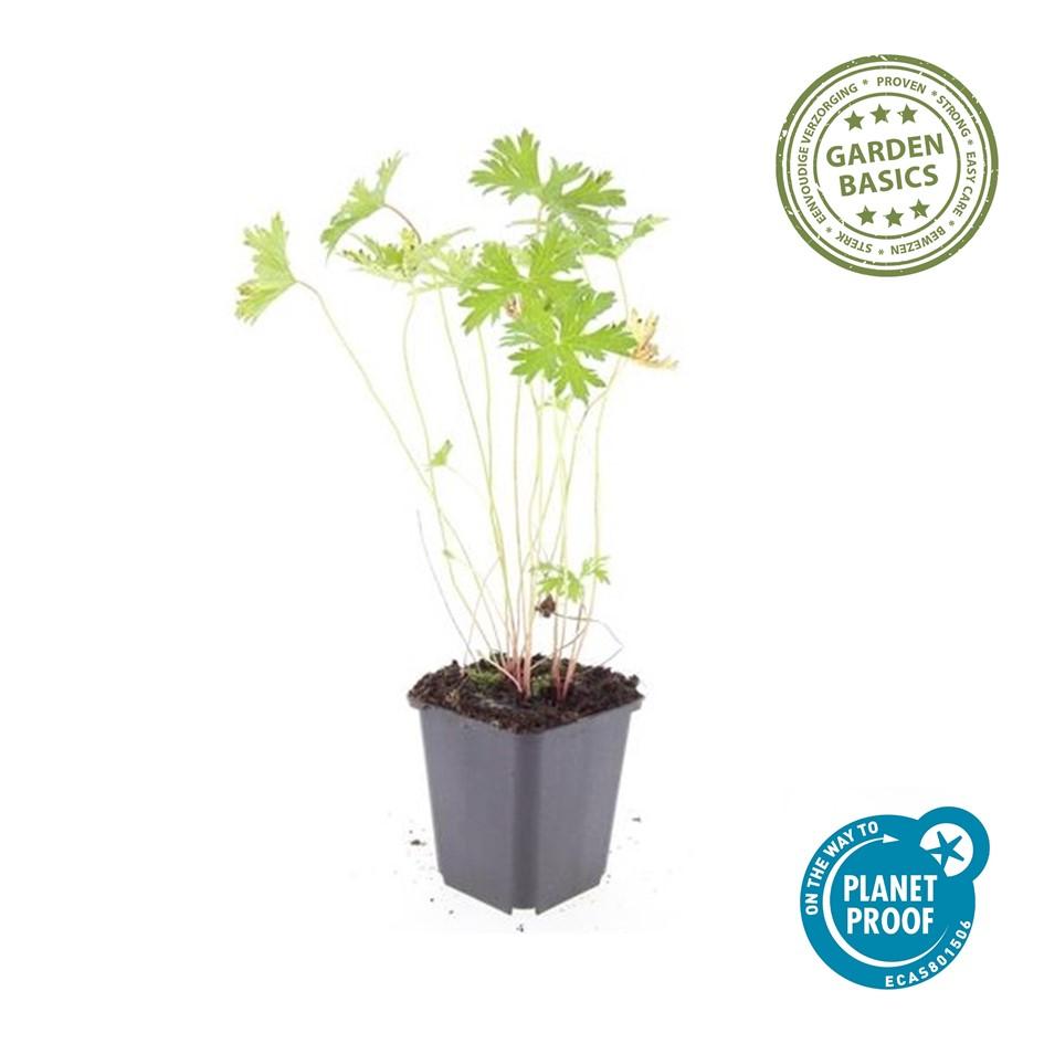 24 Johnson's Blue geranium plants in Ø9cm pots, featuring vibrant blue flowers, ideal for borders and bee-friendly gardens.