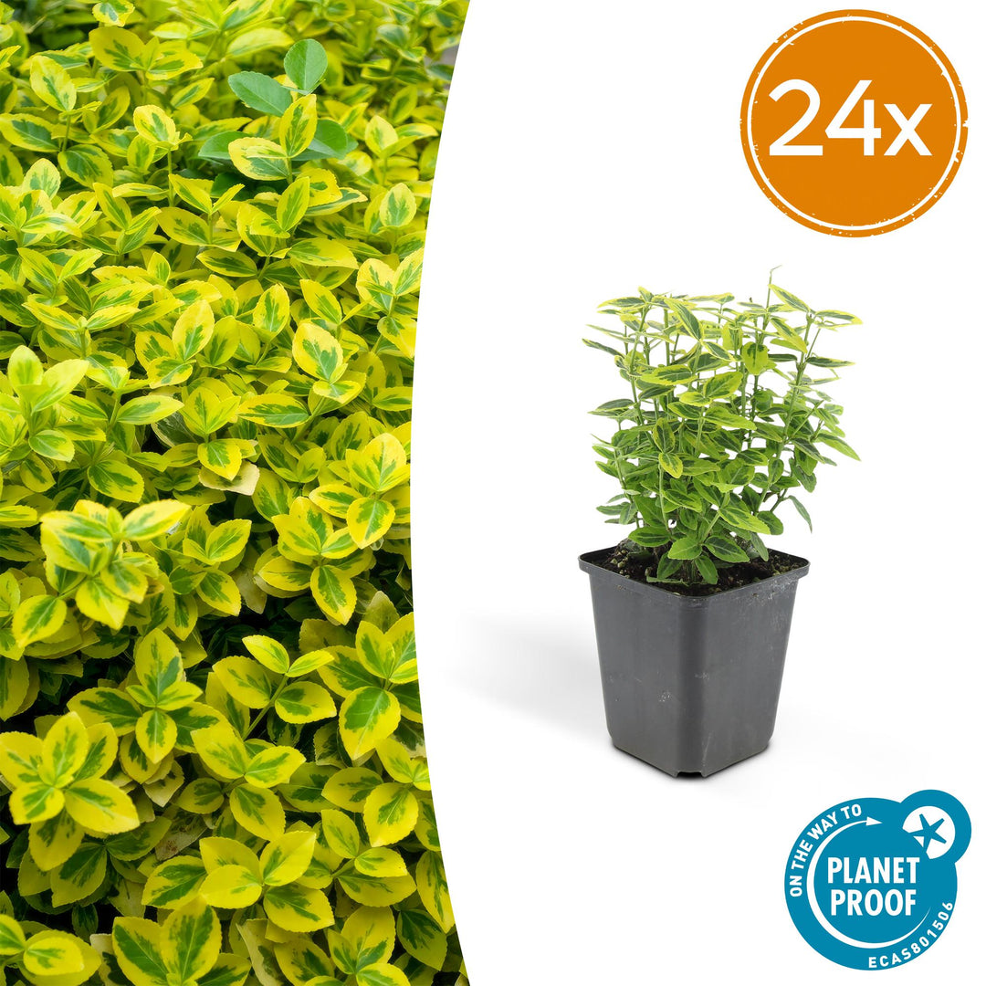 24 Euonymus Emerald 'n Gold evergreen shrubs in 9cm pots, featuring vibrant green and golden yellow leaves.