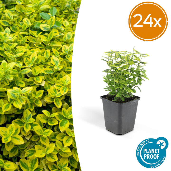 24 Euonymus Emerald 'n Gold evergreen shrubs in 9cm pots, featuring vibrant green and golden yellow leaves.