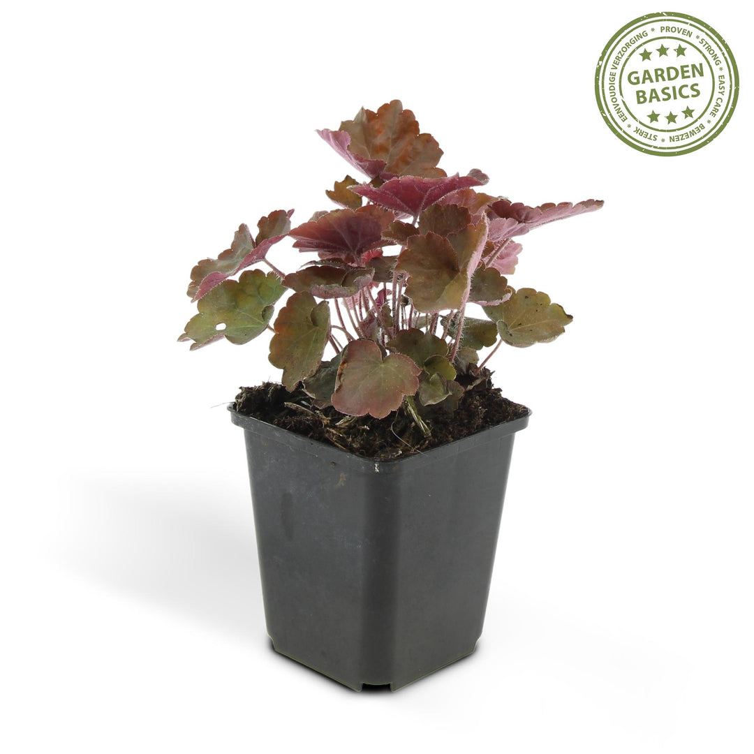 24x Heuchera Palace Purple - Dark Purple Foliage - 10-25cm - 9cm Pots