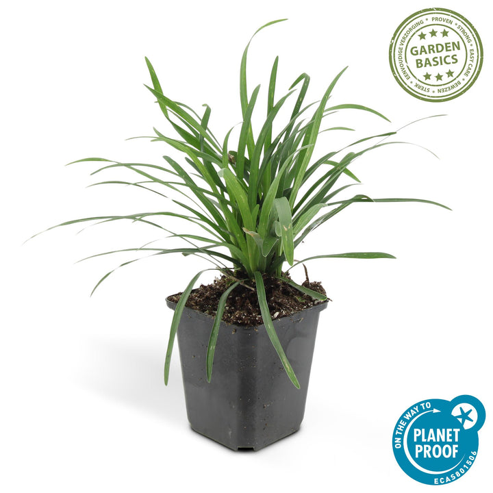 40x Liriope Big Blue - Evergreen Ground Cover - Purple Flowers