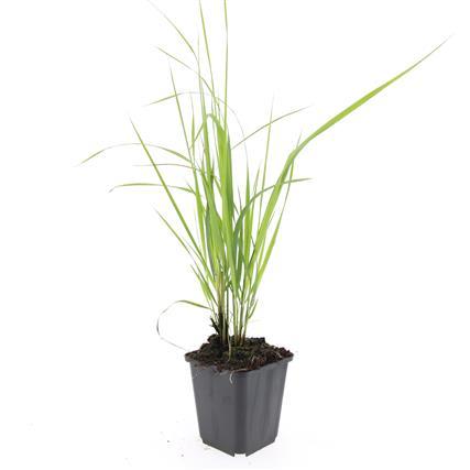 24x Karl Foerster Feather Reed Grass - Hardy Ornamental Grass 9cm Pots