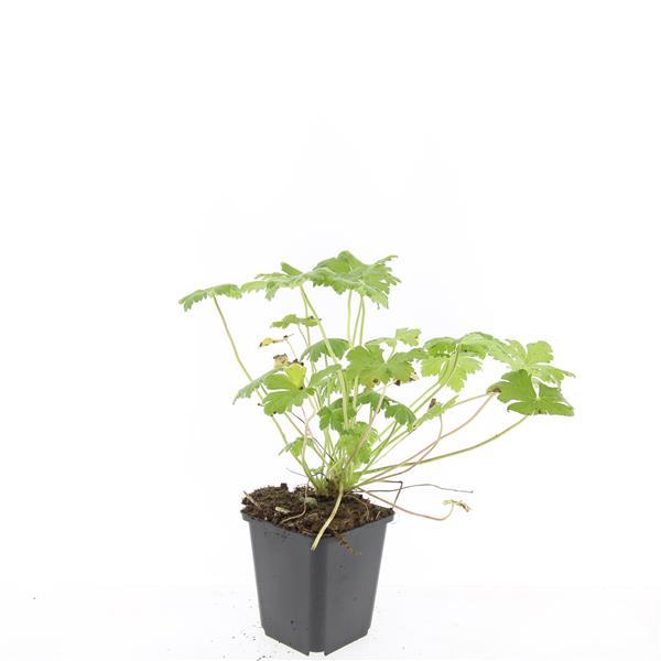 24x Compact Geranium 'Tiny Monster' Deep Blue Flowers 9cm Pots