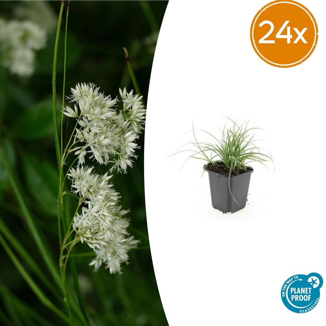 24x Luzula Nivea Snow Grass - Evergreen Silver Foliage - 10-25cm