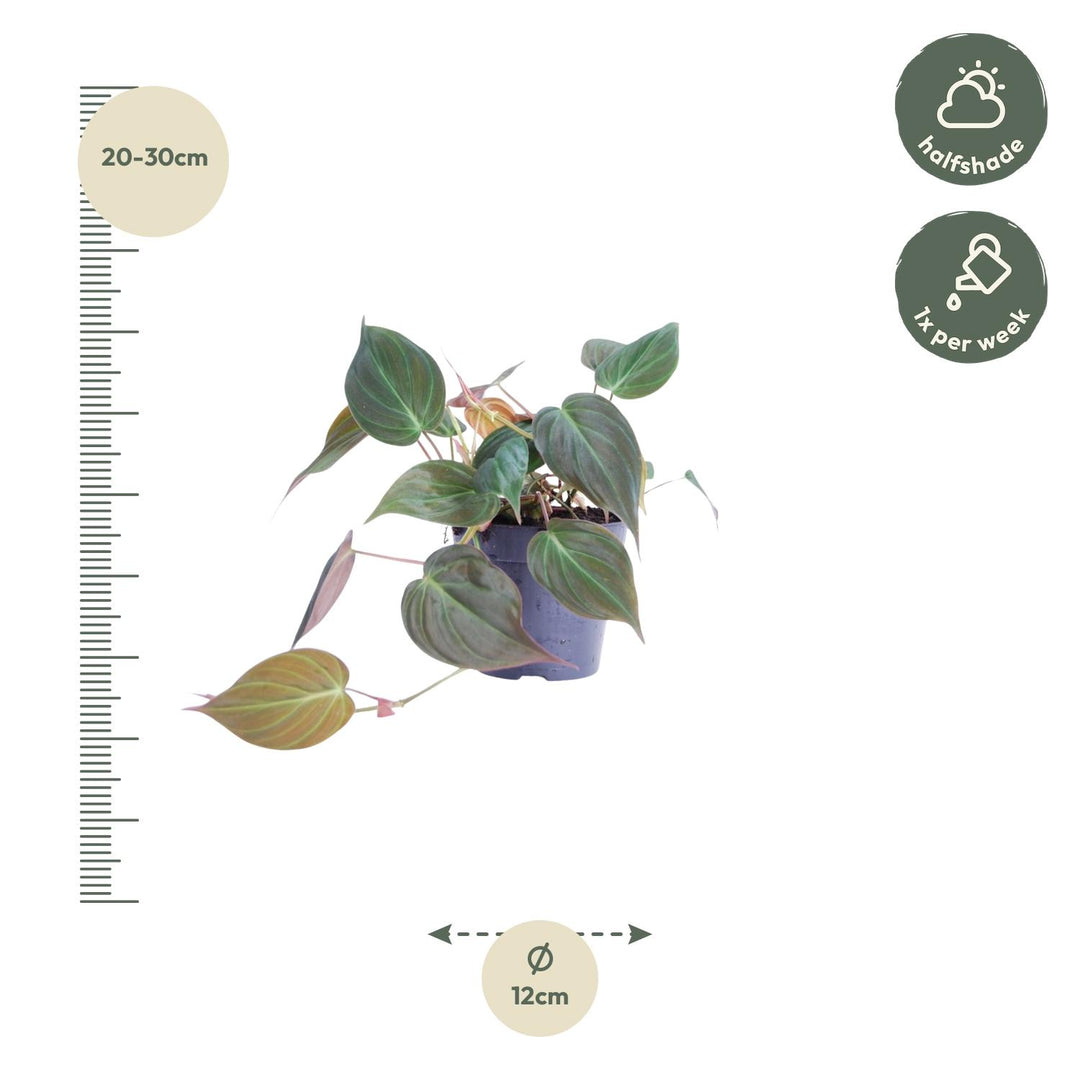 Philodendron Micans trailing plant in a 12cm pot with velvety heart-shaped leaves, by Everspring.