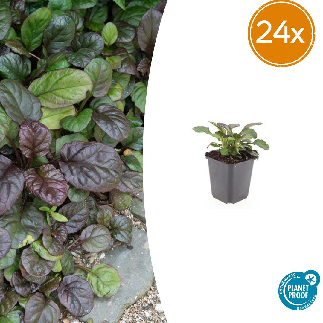 24x Ajuga Catlin's Giant - Hardy Ground Cover - 10-25cm