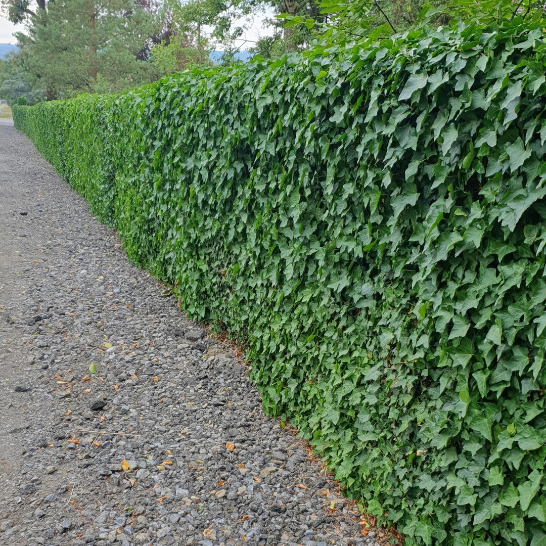 24x Irish Ivy (Hedera Hibernica) - Dark Green Climbing Plant 10-25cm