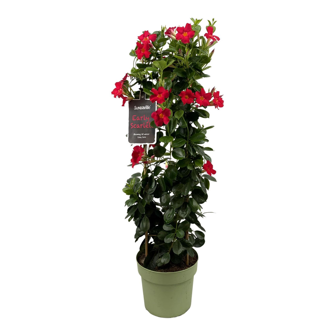 Mandevilla Sundaville Early Scarlet In Toren (Dipladenia) - Ø24cm - ↕95cm