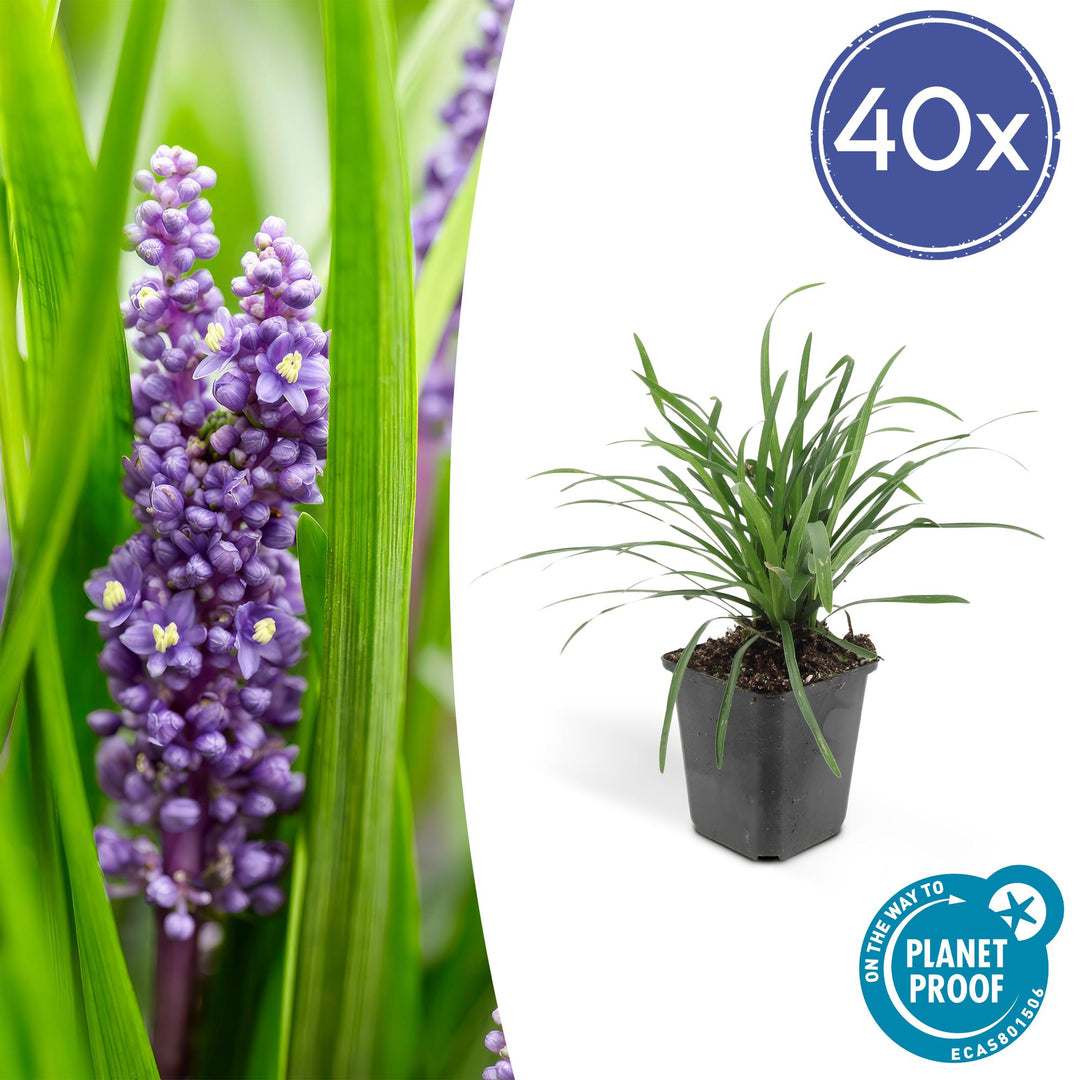 40x Liriope Big Blue - Evergreen Ground Cover - Purple Flowers