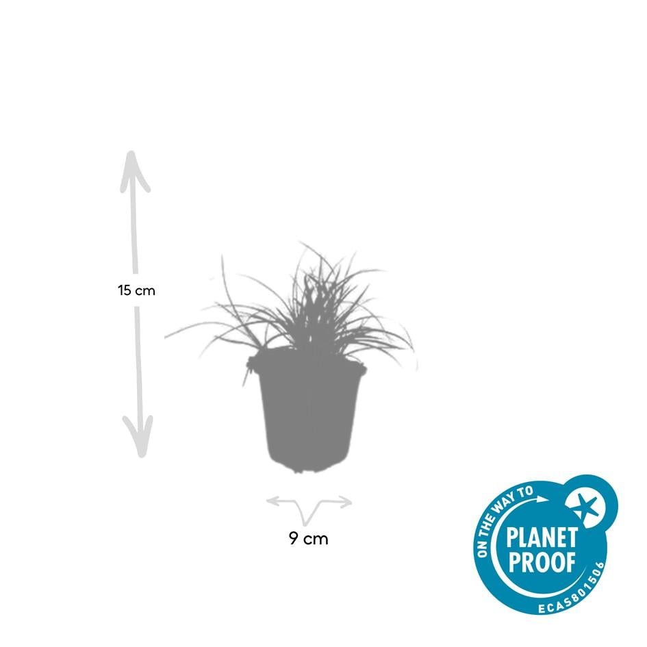 24x Luzula Nivea Snow Grass - Evergreen Silver Foliage - 10-25cm