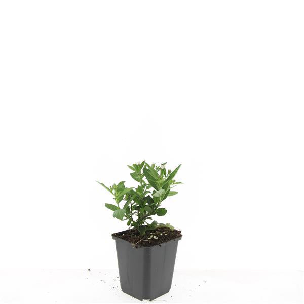 24x Aster ageratoides 'Stardust' White Star Flowers - 10-25cm