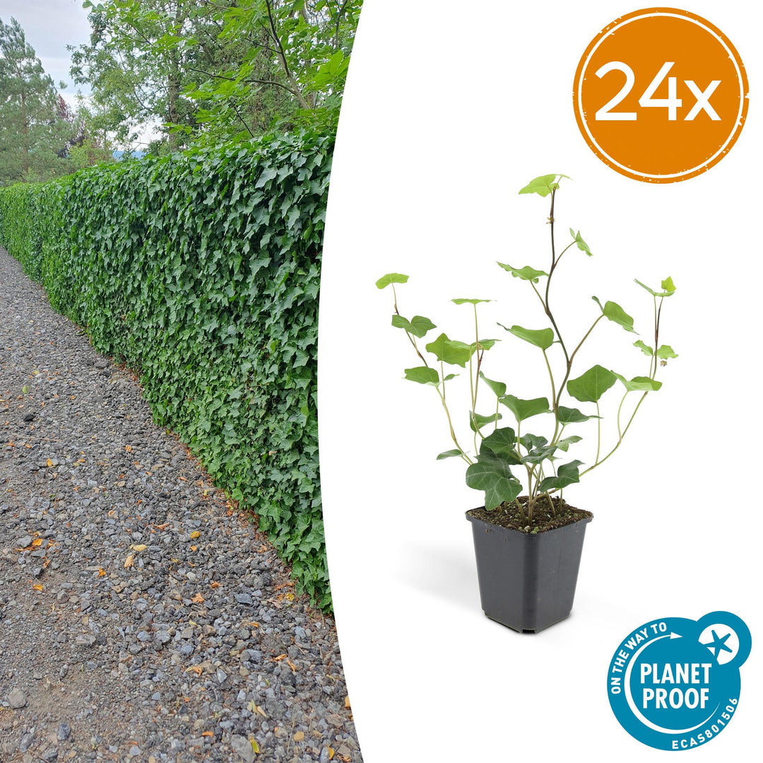 24x Irish Ivy (Hedera Hibernica) - Dark Green Climbing Plant 10-25cm