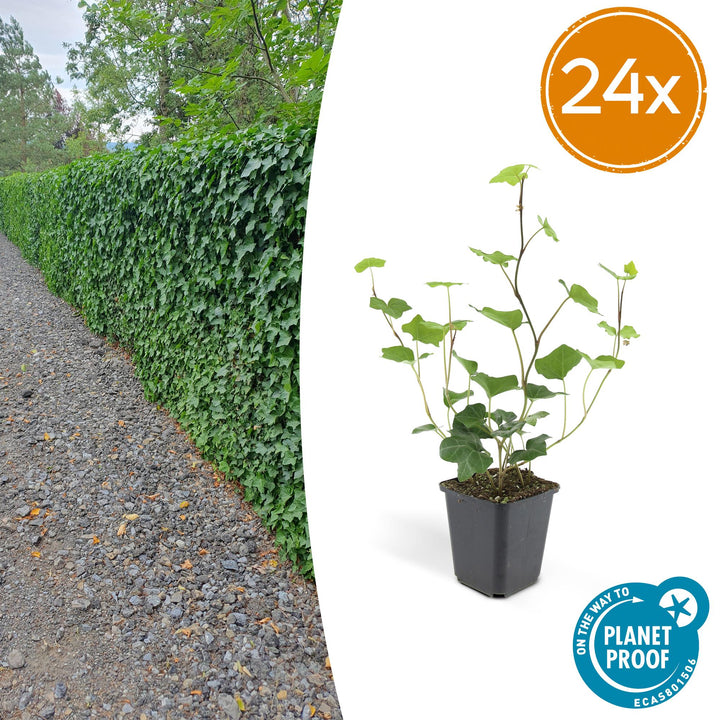 24x Irish Ivy (Hedera Hibernica) - Dark Green Climbing Plant 10-25cm