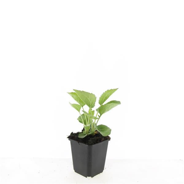 24x Purple Coneflower Magnus - Hardy Perennial Plants 10-25cm