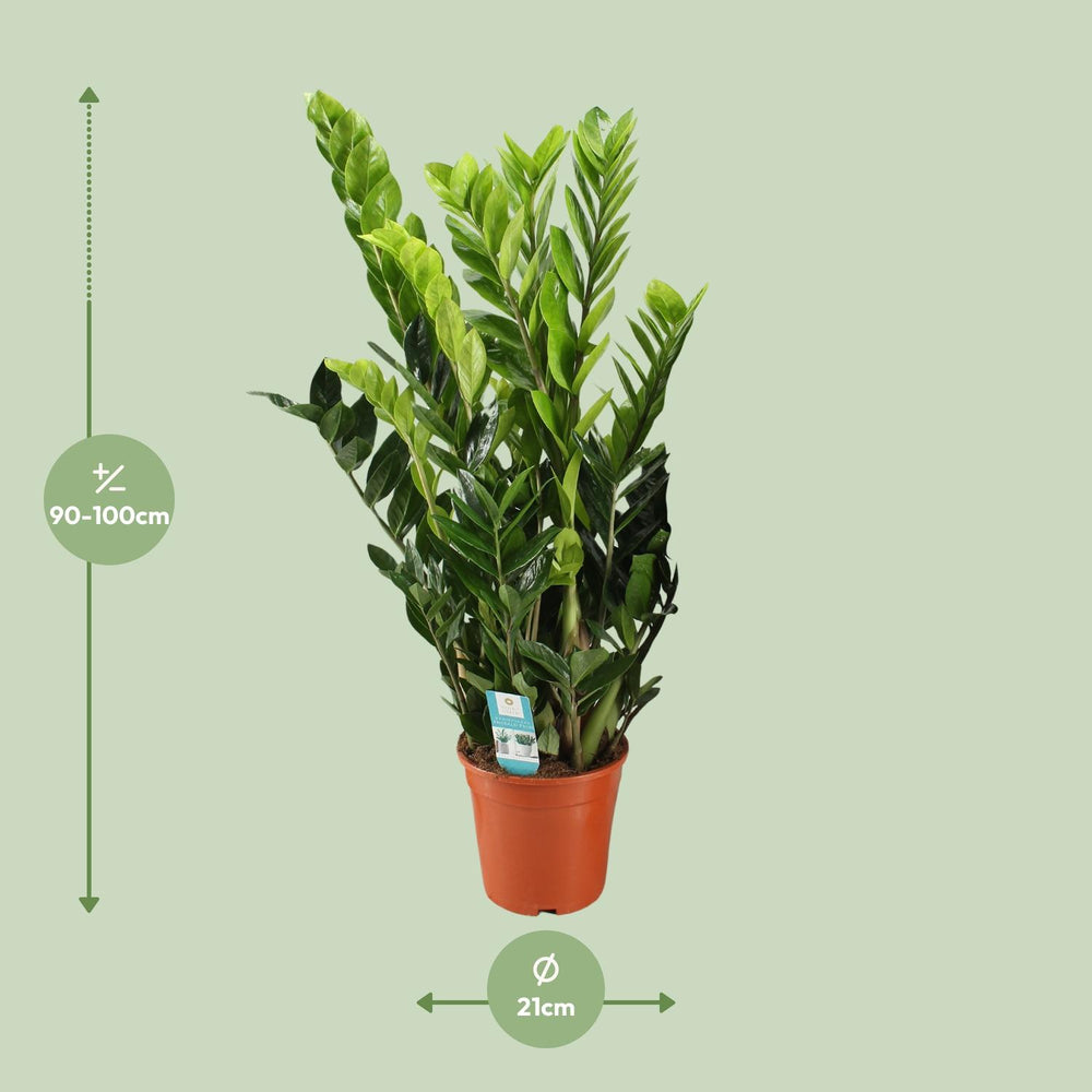 ZZ Plant (Zamioculcas Zamiifolia) in a 21cm pot, 95cm tall, by Everspring, featuring glossy green leaves.