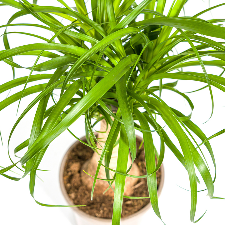 Beaucarnea Recurvata Stem Ø17cm - ↕40 - 60cm