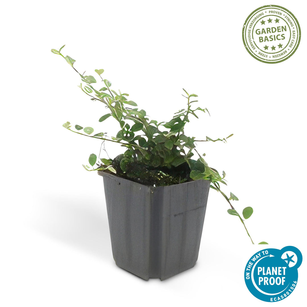 24x Cotoneaster 'Streib's Findling' Ground Cover - 10-25cm - Ø9cm