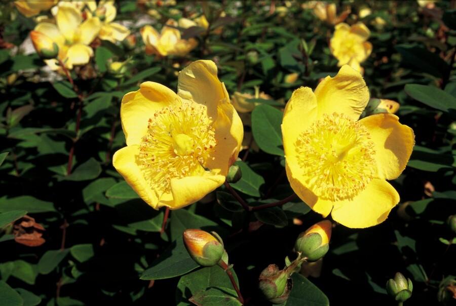 24x Hypericum Dummeri 'Peter Dummer' - Hardy Yellow Flowering Ground Cover